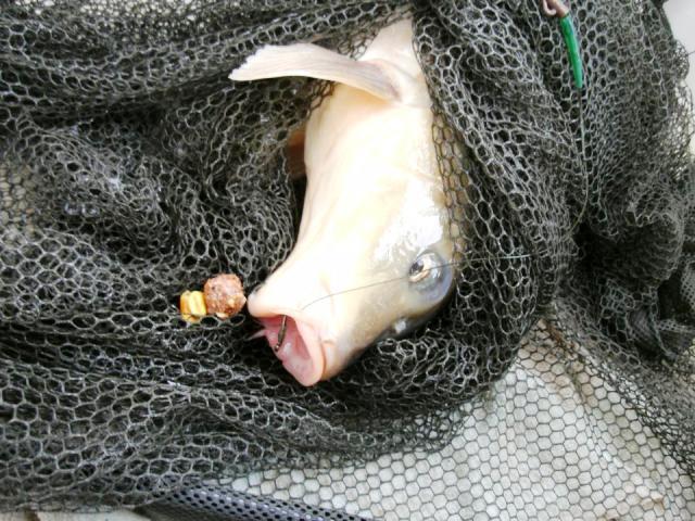 delta rosu 2012 - 393711.jpg